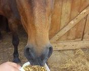 Siglhorse Pferdefutter schmeckt