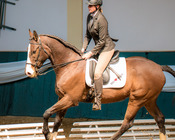 Working Equitation Turnier, Gut Aichet, April 2015
