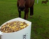 Siglhorse Pferdefutter schmeckt