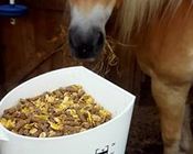 Siglhorse Pferdefutter schmeckt