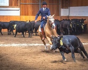 Mihai Maldea, Deutscher Meister der Working Equitation