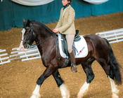 Working Equitation Turnier, Gut Aichet, April 2015