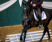 Working Equitation Turnier, Gut Aichet, April 2015