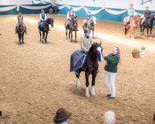 Working Equitation Turnier, Gut Aichet, April 2015